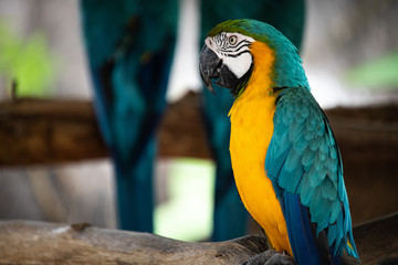 Closeup colorful green and yellow parrot Scarlet Macaw with blur background