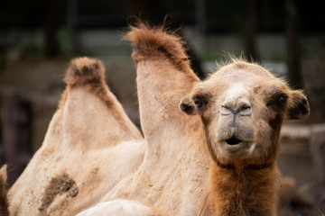 Obraz premium Closeup cute camel looking at the camera with blur background.
