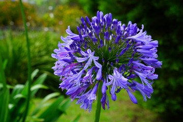 View of a purple Lily of the Nile (Agapanthus) flower