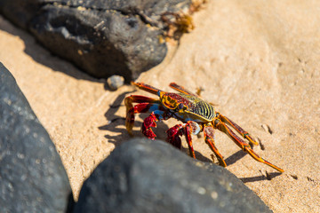 Colorful crab in Fernando de Noronha, a paradisiac tropical island off the coast of Brazil