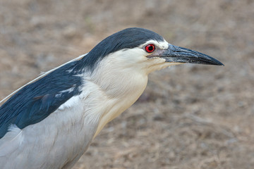 night heron near the lake