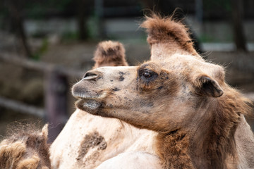Closeup two Mongolian backtrain camels  in the zoo.