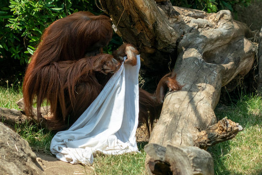 Zooo monkey orang utan ape playing ghost with bed sheet