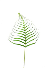 fern leafisolated on white background
