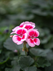 Flowers on display in Singapore