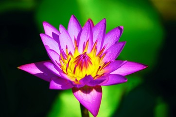 lotus in pond