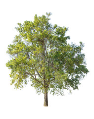 Fototapeta premium tree isolated on white background, collections tree isolated, tree object