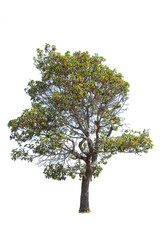 tree isolated on white background, collections tree isolated, tree object