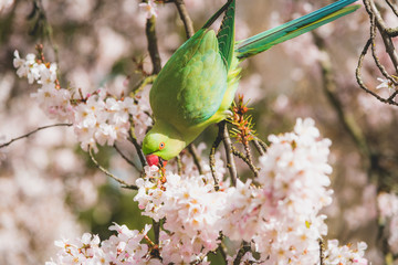 green bird eating flowers