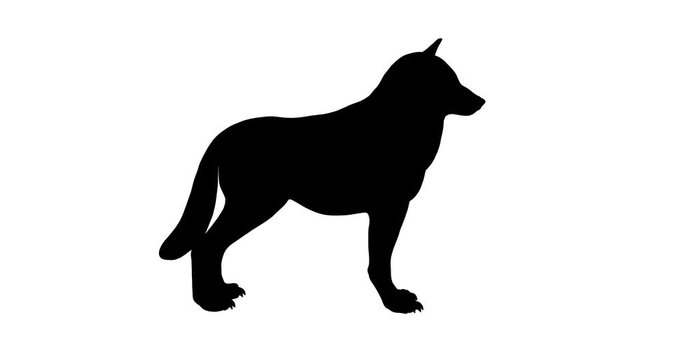 Wolf silhouette. Turntable animation.