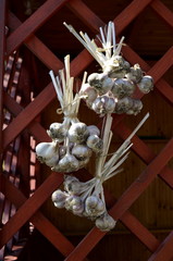 Bundles and garlic bulbs. A harvest of garlic is hanging and drying on a rope in the countryside. Wooden red background.