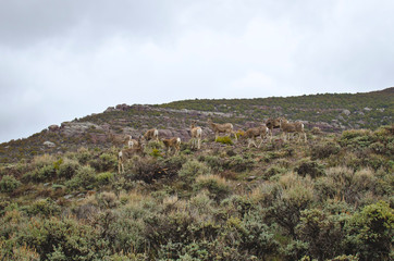 Fototapeta na wymiar A pack of wild deer on the hillside of the desert sage landscape in utah. 
