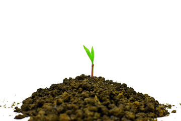 Young plant growing isolated on white background , new life growth ecology business financial progress concept ,Earth Day