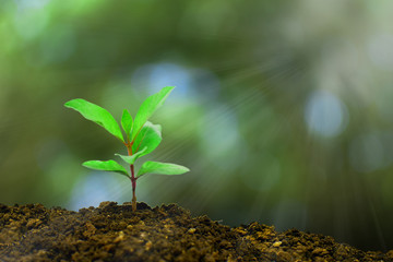 Fototapeta na wymiar Young plant growing in the morning light and green nature bokeh background , new life growth ecology business financial progress concept ,Earth Day