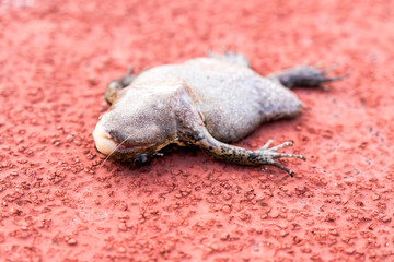 The dead frog slept over the field.