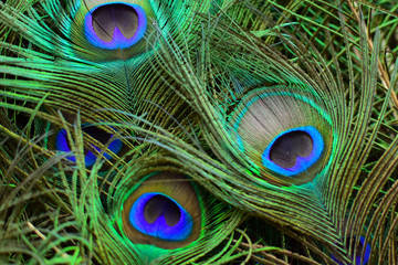 Colorful and Artistic Peacock Feathers. This is a macro photo of an arrangement of luminous peacock feathers.