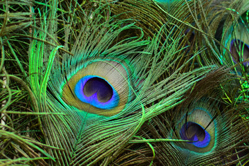 Colorful and Artistic Peacock Feathers. This is a macro photo of an arrangement of luminous peacock feathers.