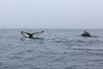 Tail fin of humpback whale on sea surface . Whale Watching. Husavik, Iceland.