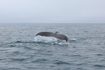 Tail fin of humpback whale on sea surface . Whale Watching. Husavik, Iceland.