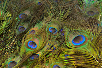 Colorful patterns of thousands of beautiful birds.