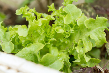 Eat vegetables, green leaves and little insects.