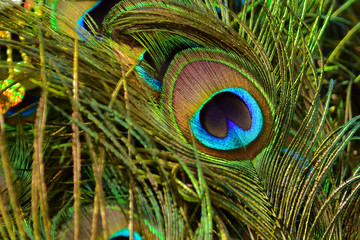 Obraz premium Colorful and Artistic Peacock Feathers. This is a macro photo of an arrangement of luminous peacock feathers.