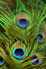 Obraz premium Beautiful peacock showing its beautiful feathers