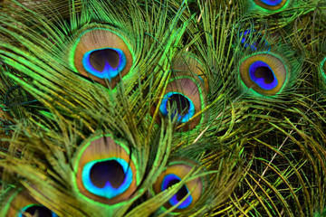 Beautiful peacock showing its beautiful feathers