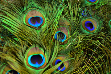 Fototapeta premium Beautiful peacock showing its beautiful feathers