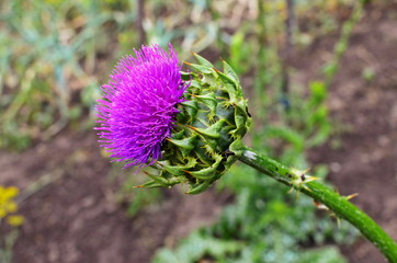 Silybum marianum officinal grass.