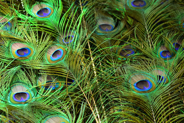 peacock feathers on a green background.vintage