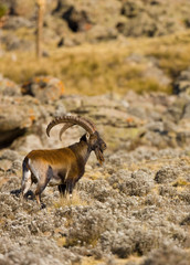 Cabra Ibex Walia, Montañas Simien, Etiopia, Africa - obrazy, fototapety, plakaty