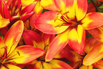 Lively yellow orange in a summer garden, top view. Beautiful flowers of yellow orange lilies, background.
