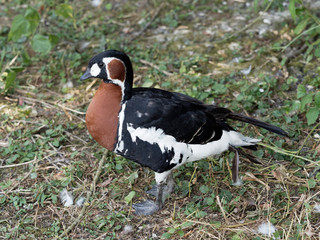 La bernache à cou roux (Branta ruficollis)