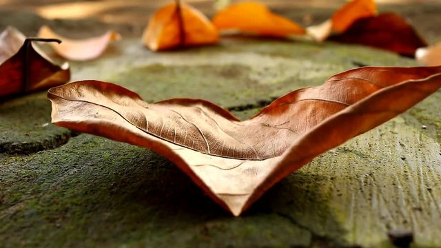 dried leaves fly on dirty floors full of moss, against a background of bokeh, focusing on the leaves. 4k video. Full HD video