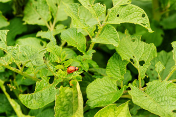The red larva of the Colorado potato beetle eats green potato leaves
