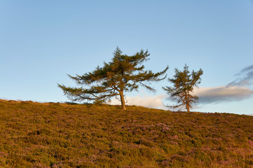Scots Pines on the heather filled slope of the Brown Caterthun Pictish Hill Fort near Edzell, in Angus, Scotland.