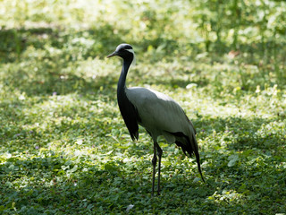 (Grus virgo) La Grue Demoiselle ou Demoiselle de Numidie