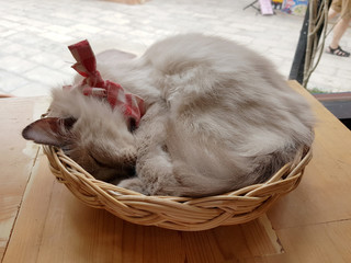 Cute sleeping gray cat in a basket