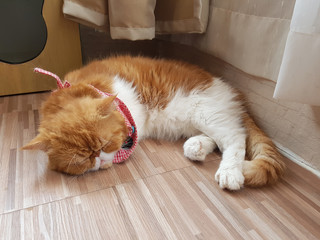 Cute sleeping orange and white cat on the wooden floor