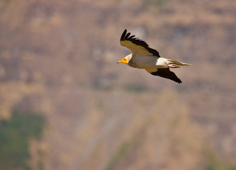 Alimoche, Montañas Simien, Etiopia, Africa