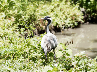 La Grue Demoiselle ou Demoiselle de Numidie (Grus virgo)