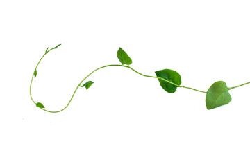 Twisted jungle vines liana plant with heart shaped green leaves isolated on white background, clipping path included. - obrazy, fototapety, plakaty