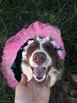 Mel border collie