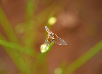日本一小さいハッチョウトンボの雌