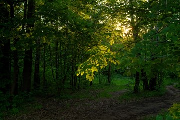 sunlight through the trees in the evening in summer , Russia.