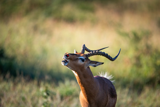 Bellowing territorial Impala Ram