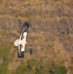 Alimoche, Montañas Simien, Etiopia, Africa
