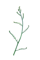 The unique top of the leaf forms an isolated forest border with a white background, creative layout, can be used as a logo with the concept of returning to nature, including the cliping path