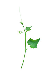 The unique top of the leaf forms an isolated forest border with a white background, creative layout, can be used as a logo with the concept of returning to nature, including the cliping path